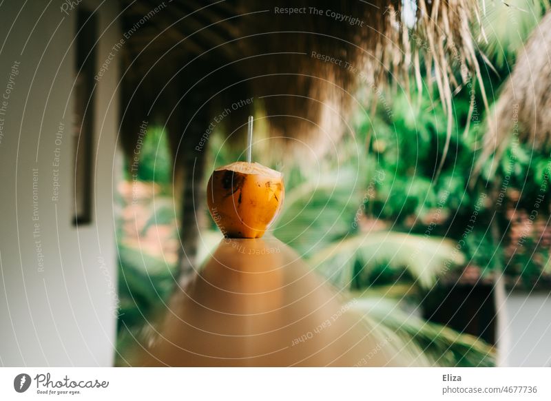 Trinkkokosnuss in den Tropen Kokosnuss Strohhalm Palmen exotisch tropisch Urlaub Sommer Natur grün Paradies Ferien & Urlaub & Reisen