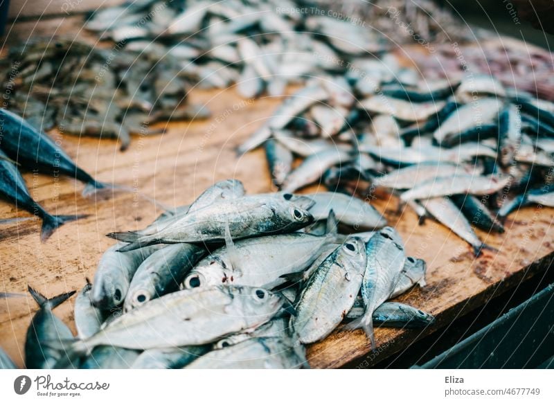 Tote Fische an einem Marktstand Fischfang Fischerei tot Tisch viele Pescetarier Fang Fischmarkt Ernährung Totes Tier silber glänzend Menge Tod Tiere
