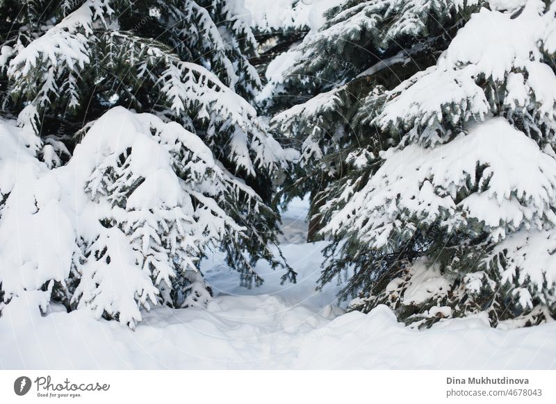Winterwald mit Schnee auf Fichtenzweigen. Snowy Natur Hintergrund mit Tannenbäumen. Wildnis Natur nach Schneefall, kalt frostig Einfrieren Wetter. Fichtenwald