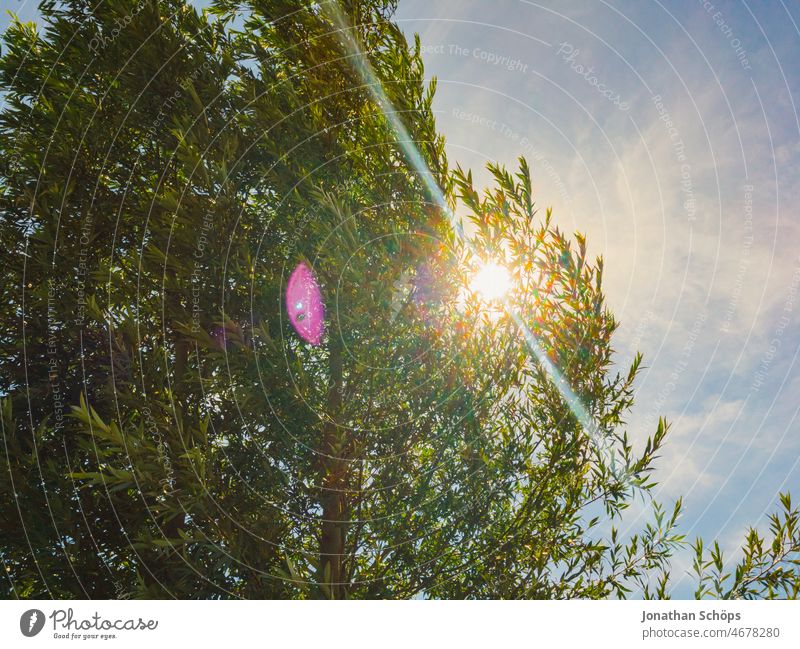 Baum aus Froschperspektive mit Gegenlicht Sonne und Flare Sommer Himmel warm Sommerurlaub sommerlich Sonnenlicht Farbfoto Schönes Wetter Außenaufnahme