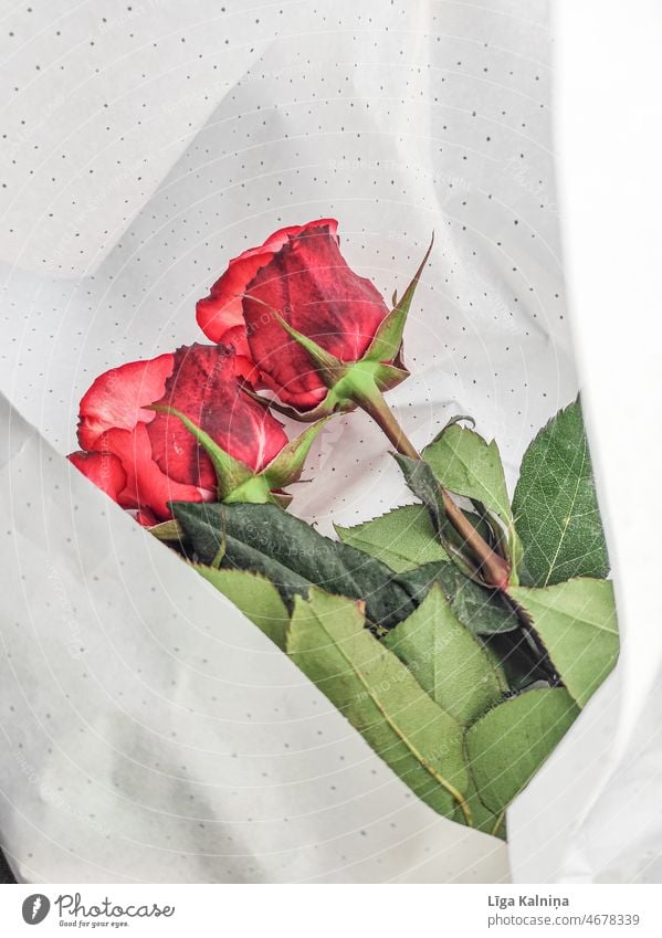Zwei eingewickelte Rosen rosa Blüte geblümt romantisch Blume Blumenstrauß Dekoration & Verzierung Hintergrund schön Valentinsgruß Frühling Feiertag Hochzeit
