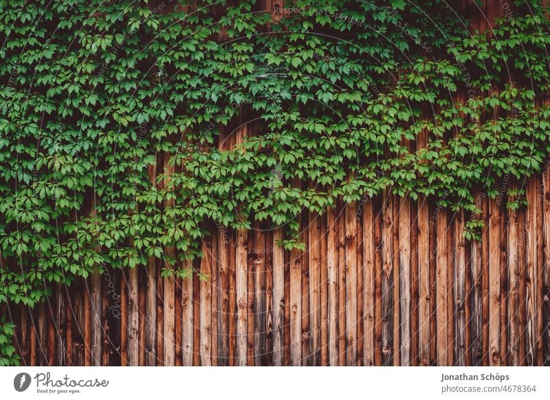 begrünte bewachsene Wand mit Holzverkleidung Pflanzen urban Grünpflanze Grünfläche grüner Hintergrund Natur Farbfoto Wachstum Außenaufnahme Menschenleer Efeu