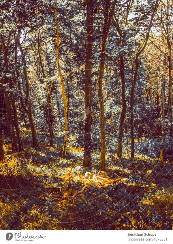 Wald stimmungsvoll verfärbt Bäume Falschfarben Farbstil gefärbt getönt Natur Landschaft kunstvoll Baum Umwelt gefiltert Filter retro abstrakt Abstraktion gelb