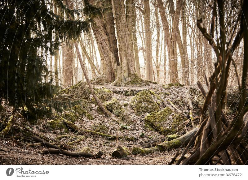 Mystische Aufnahme im Wald, Baum auf einem Hügel aus alten Steinen abstrakt Hintergrund Rinde schön schwarz braun dunkel Tag Design träumen Umwelt Rahmen