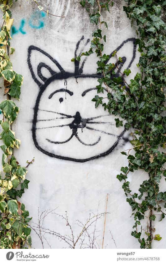 Tierliebe | öffentliches Bekenntnis Thementag Grafitto Katze Haustier Farbfoto Tag Außenaufnahme Betonwand Menschenleer grau Tierporträt Efeuranken Zwinkern