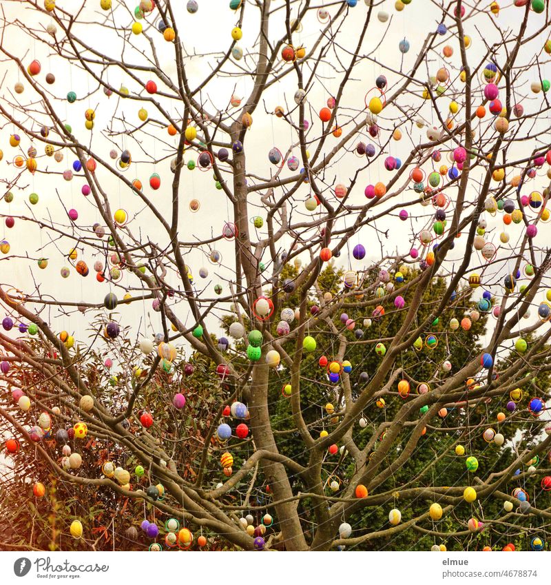 Tierliebe I hunderte bunte Ostereier hängen an einem Baum / Ostern Ei Frühling Osterfest Stimmung Ansammlung Gefühle überdimensional Dekoration & Verzierung