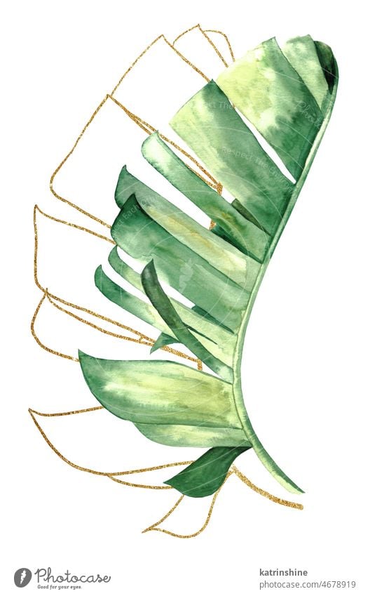Grüne und goldene Aquarell tropische Bananenblätter Illustration botanisch Dekoration & Verzierung Element exotisch Laubwerk handgezeichnet vereinzelt Ornament