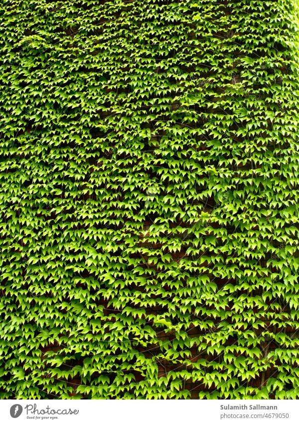 Hauswand total mit Weinblättern begrünt Begrünung Blatt Blätter gartenbau Natur pflanze Pflanzen weinlaub botanisch natürlich Botanik organisch Laubwerk Flora