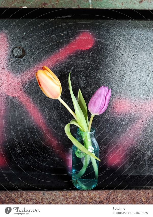 Kontraste treffen aufeinander. Tulpen in einer kleinen Vase vor einer mit schwarz und pink besprayten Metallplatte in einem Lost Place. Tulpenblüte oranke