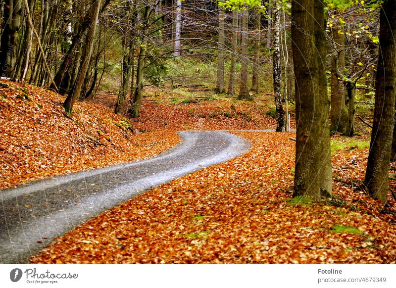 Ein grauer Weg schlängelt sich durch den herbstlichen Buchenwald. Rechts und links säumt das rötlich gefärbte Laub der Buchenbäume den Weg. Herbst Baum Natur