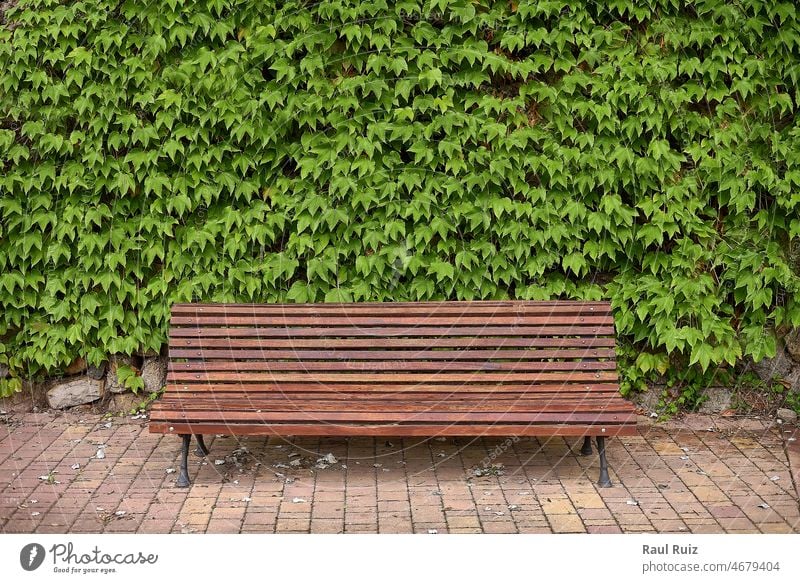 Einsame Holzbank im Park, umgeben von Efeu im Freien Stuhl Möbel horizontal außerhalb sich[Akk] entspannen Erholung ruhen Sitz Laubwerk Szene Single Sitzen leer