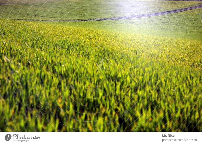 saftiges grün Landwirtschaft Feld Kornfeld Ähren Getreide Wachstum Ernte Nutzpflanze Umwelt Lebensmittel Getreidefeld Pflanze Natur Bioprodukte Ernährung