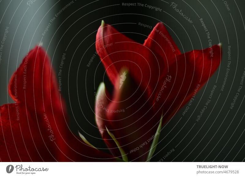 Der stille Tanz der roten Amaryllis Blütenblätter im Morgenlicht - eine Meditation in Bewegung Amaryllisblüte Amaryllidaceae Ritterstern Hippeastrum Hybride