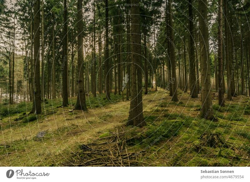 Straße im deutschen Fichtenwald Wald Baum Landschaft Umwelt Natur Weg grün Holz Park Wildnis Pflanze natürlich Hintergrund Frühling Szene Mysterium schön