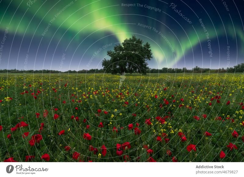 Grüner Baum auf blühender Wiese in Norwegen bei Nordlicht Mohn Blume Aurora Landschaft Natur Wildblume polar malerisch wolkenlos Himmel grasbewachsen Blütezeit