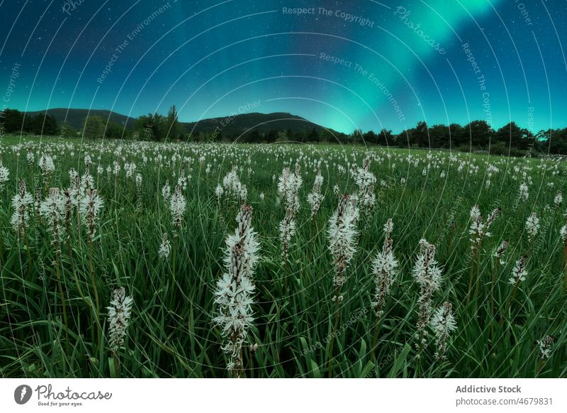 Polarlicht über einer blühenden Wiese in einem Gebirgstal Landschaft weiße Asphodel Blume Berge u. Gebirge Natur Tal Aurora Pflanze Hochland malerisch