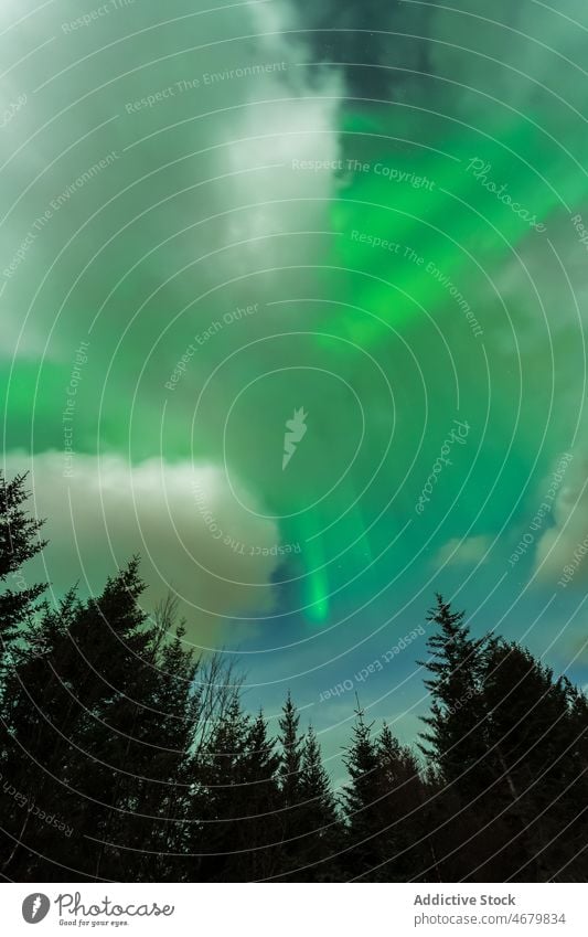 Polarlichter über Nadelbäumen in Norwegen Nordlicht polar Himmel Baum Wald Natur Erscheinung Silhouette nördlich Aurora Licht malerisch wild Atmosphäre Wälder