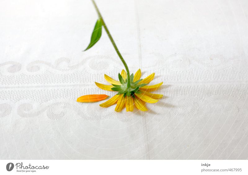 Schluss mit lustig Stil Dekoration & Verzierung Sommer Blume Blüte Margerite Blütenblatt Tischwäsche liegen Traurigkeit verblüht kaputt trist unten gelb grün