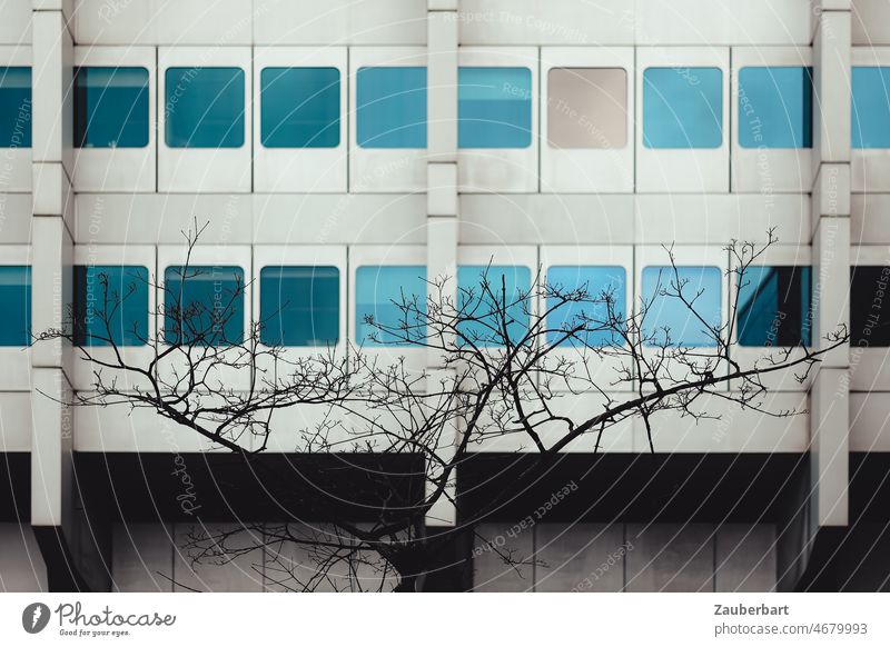 Moderne Fassade mit farbig spiegelnden Fenstern, davor ein kleiner dürrer Baum modern Silhouette Architektur Gebäude Stadt Glas Spiegelung Himmel blau Business