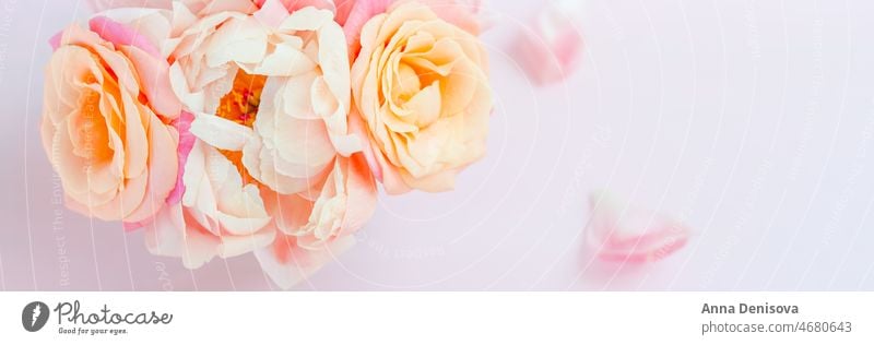 Frischer Strauß aus rosa Pfingstrosen und Rosen Pastell Roséwein Brühe Haufen Blume Blumenstrauß geblümt Blütenblätter Tapete Postkarte Frühling Liebe Sommer