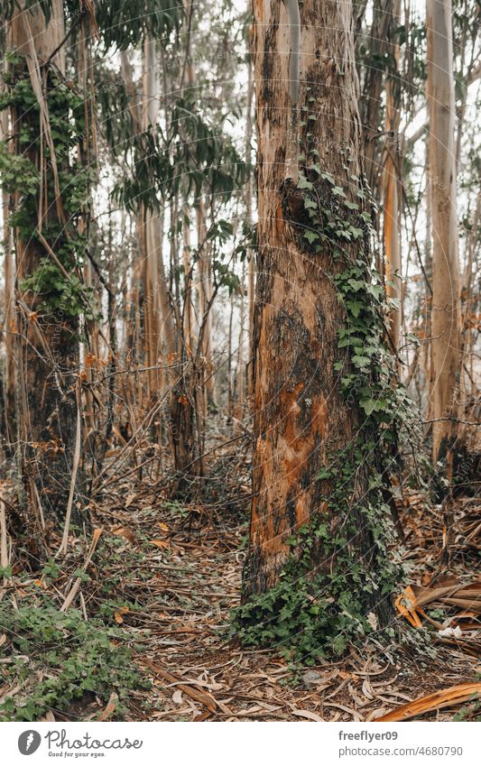Invasive Eukalyptusbäume in spanischen Wäldern invasiv Arten Wald Efeu trocknen Natur Landschaft Flora Umwelt grün im Freien Wildnis Ländliche Szene ruhig