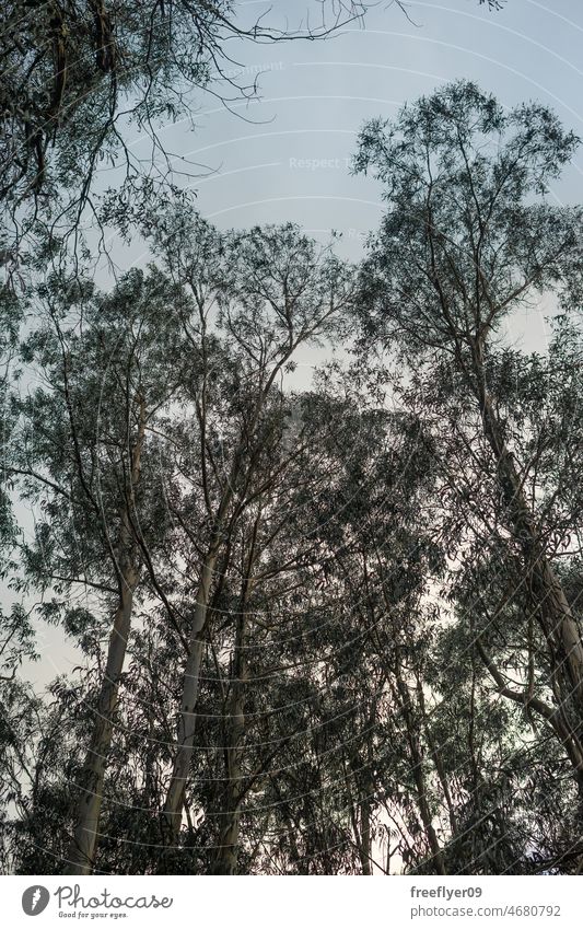 Eukalyptusbäume gegen den Himmel invasiv Arten Wald Efeu trocknen Natur Landschaft Flora Umwelt grün im Freien Wildnis Ländliche Szene ruhig Galicia Blatt