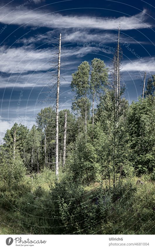 Wildwuchs von Büschen, junger Baumbestand, teilweise mit abgestorbenen Bäumen vor blauem Wolkenhimmel am Rande einer Waldlichtung. Buchse Forstwirtschaft