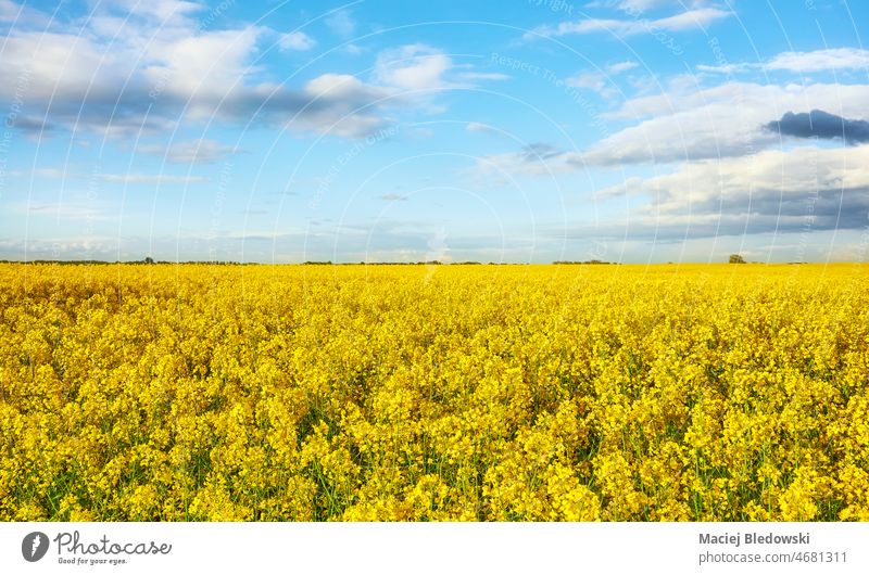 Blühendes Rapsfeld an einem sonnigen Tag. Natur Feld Land Horizont Ackerbau Bauernhof Landschaft Blume ländlich Brassica napus Ernte im Freien Himmel gelb