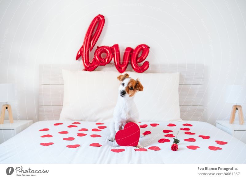 niedlichen Jack Russell Hund zu Hause rote Liebe Form Ballon, Rosen und Herzen, Romantik Valentines Konzept jack russell Valentinsgruß Luftballon heimwärts Bett