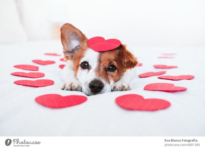 niedlichen Jack Russell Hund zu Hause mit roten Liebe Rosen und Herzen, Romantik Valentines Konzept jack russell Valentinsgruß Luftballon heimwärts Bett