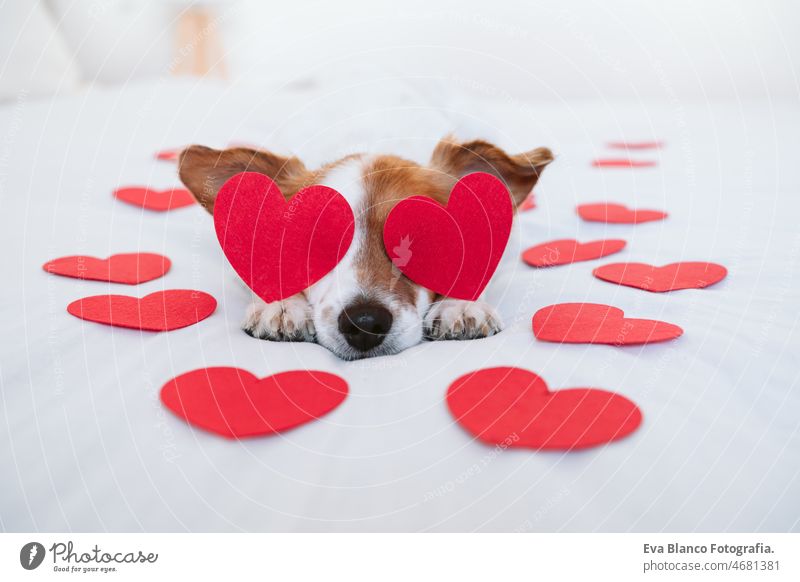 niedlichen Jack Russell Hund zu Hause mit roten Liebe Rosen und Herzen, Romantik Valentines Konzept jack russell Valentinsgruß Luftballon heimwärts Bett