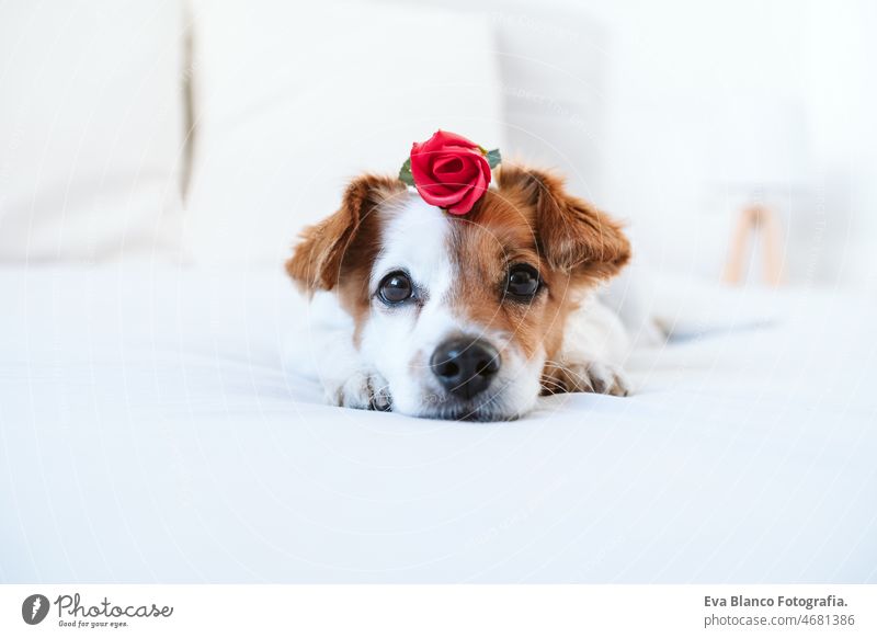 niedlichen Jack Russell Hund zu Hause mit roter Rose auf dem Kopf, Romantik Valentines Konzept jack russell Valentinsgruß Liebe Luftballon Herz Rosen heimwärts