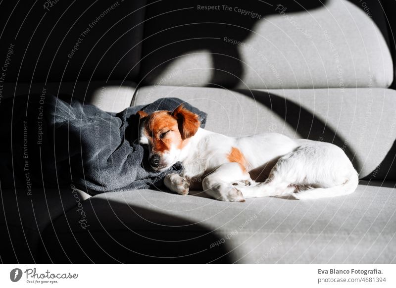 niedlichen Jack Russell Hund schlafen auf dem Sofa zu Hause während sonnigen Tag. Entspannen Sie sich in Innenräumen jack russell Sonne heimwärts müde schön