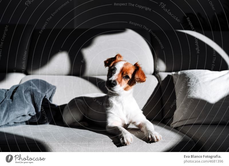 niedlichen Jack Russell Hund sitzt auf dem Sofa zu Hause während sonnigen Tag. Entspannen Sie sich in Innenräumen jack russell schlafen Sonne heimwärts müde