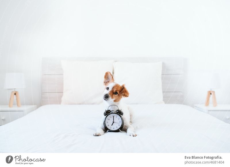 schöner Jack-Russell-Hund auf dem Bett zu Hause. Wecker neben 7 Uhr. Entspannen Sie sich drinnen, wachen Sie auf sieben Morgen aufwachen jack russell heimwärts
