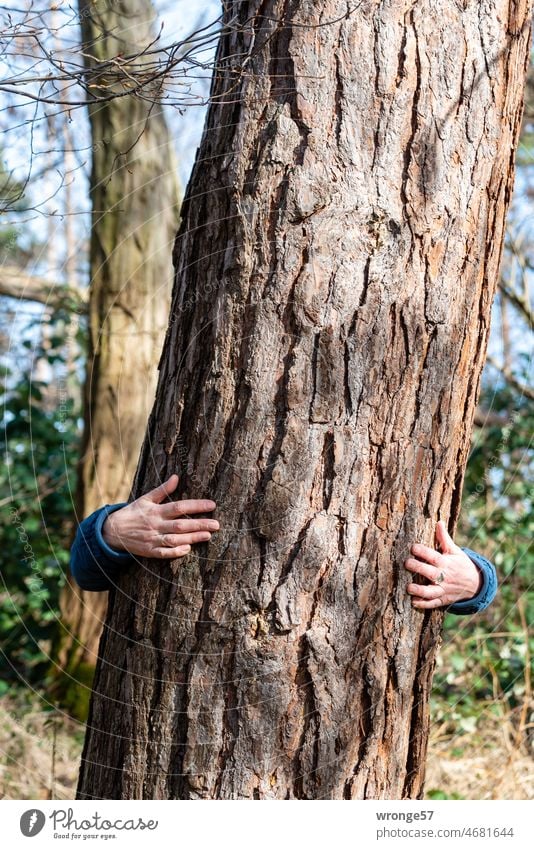 Baumkuscheln | Frau umarmt einen Kiefernstamm Waldbaden Umarmung umarmen Baum-Umarmungen Umarmen Natur Baumtherapie Baummeditation Außenaufnahme umarmend