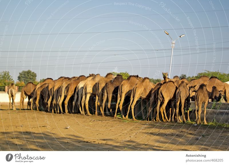 Kamel-Ärsche! Umwelt Natur Tier Nutztier Fell Tiergruppe Herde Sand Fressen stehen trinken blau braun Kabel Baum Beine Boden Linie Körper Bauernhof Kamelzucht