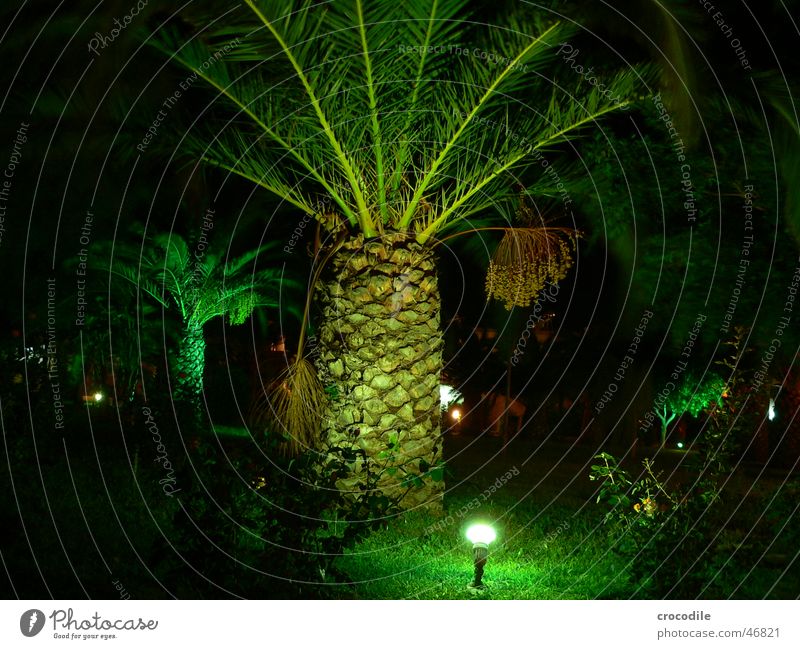 Palmä Palme grün Nacht dunkel Ferien & Urlaub & Reisen Griechenland Kos schwarz Licht Beleuchtung Scheinwerfer