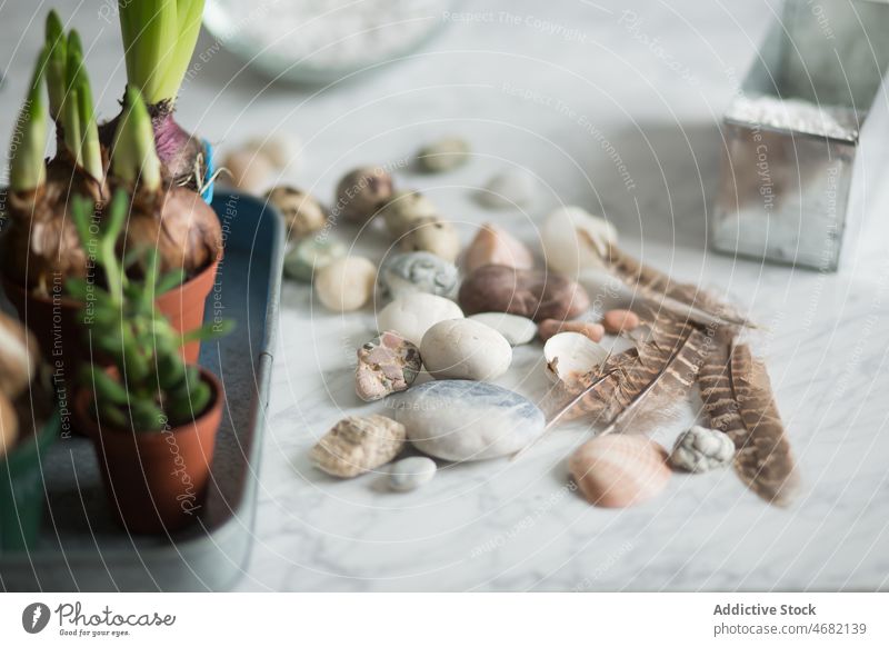 Kieselsteine und Federn auf einem Tisch mit Setzlingen dekorativ klein Topf Pflanze Keimling Blume Stein Murmel Dekoration & Verzierung natürlich Streuung