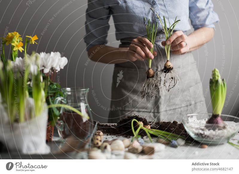 Frau pflanzt Blumen im Topf am Tisch Pflanze Keimling Frühling Hyazinthe Gärtner Boden kultivieren Gartenbau eingetopft Glas frisch Saison natürlich wachsen