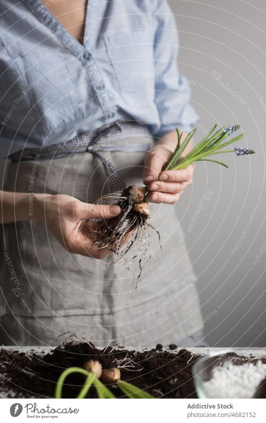 Frau pflanzt Blumen im Topf Pflanze Knolle Keimling Frühling Hyazinthe Gärtner Boden kultivieren Gartenbau eingetopft Tisch Glas frisch Saison natürlich wachsen
