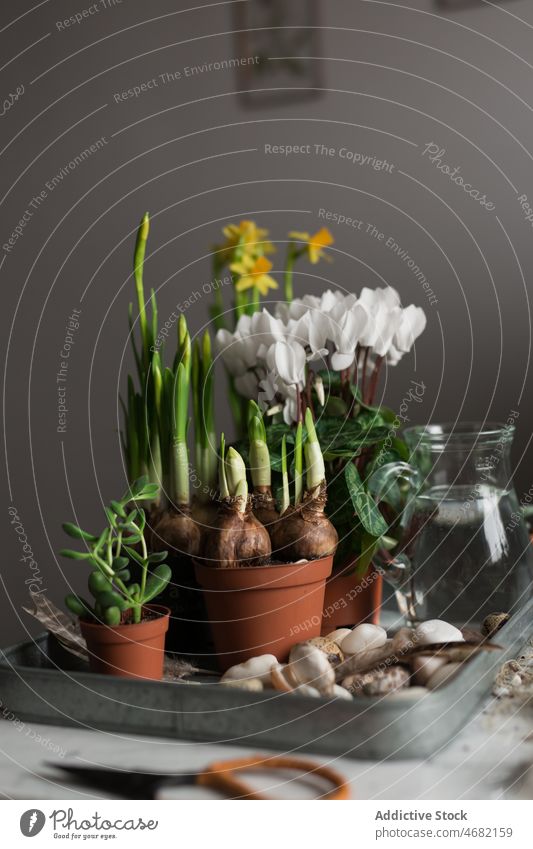 Gemischte Pflanzen und Blumen in Töpfen auf dem Tisch Frühling Topf Keimling Saison Narziss Alpenveilchen Crassula eingetopft Blütezeit Kannen Wasser Tablett