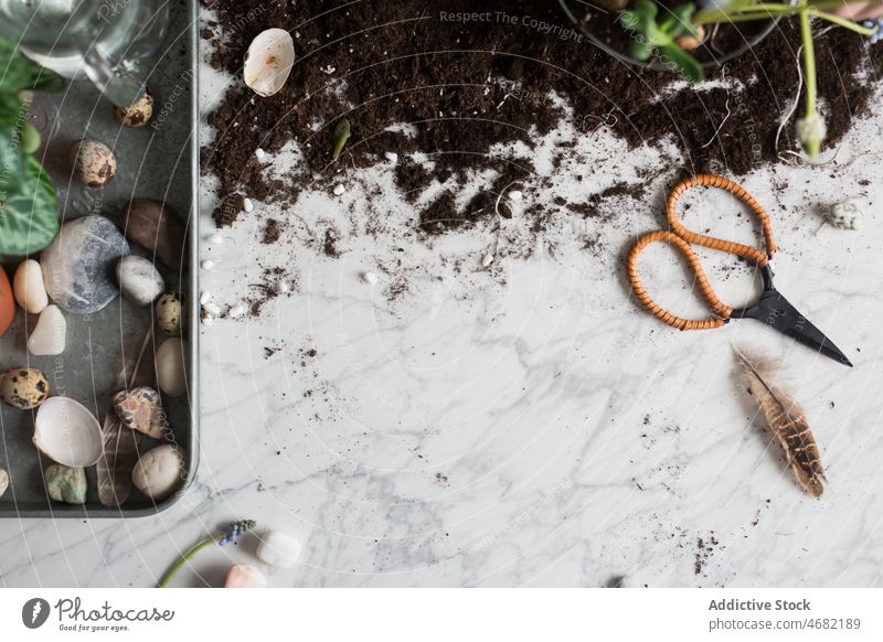 Dekorative Steine und Muscheln auf einem Tablett in der Nähe von Schmutz dekorativ Kieselsteine sortiert Pflanze Blume Alpenveilchen eingetopft Feder kreativ