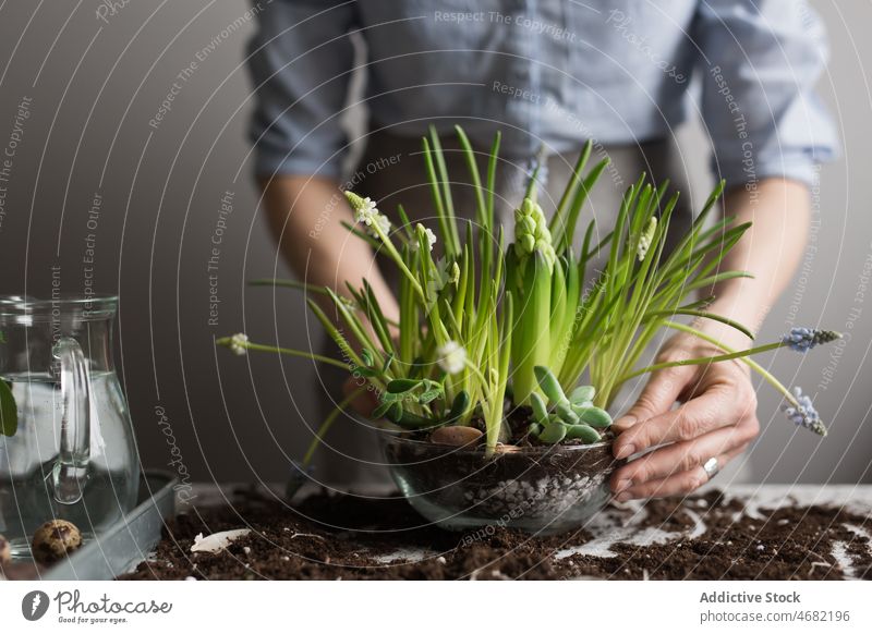 Frau pflanzt Blumen im Topf am Tisch Pflanze Keimling Frühling Hyazinthe Gärtner Boden kultivieren Gartenbau eingetopft Glas frisch Saison natürlich wachsen