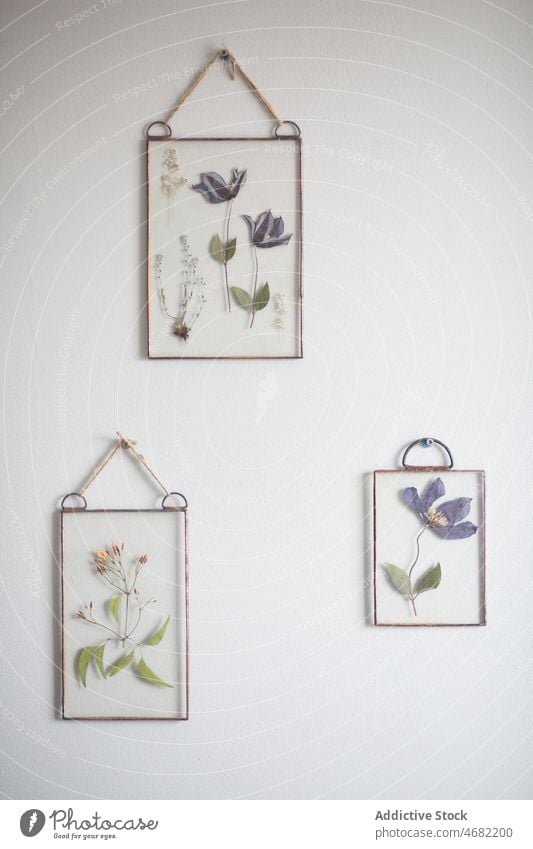 Getrocknete Blumen in Glasrahmen an der Wand Rahmen getrocknet trocknen Herbarium Sammlung hängen Dekoration & Verzierung Design Flora Raum geblümt Kulisse