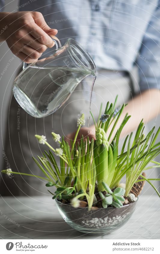Crop-Frau gießt Blumen im Glastopf Wasser Pflanze Frühling Gärtner Kannen Topf eingetopft frisch Tisch Wachstum Botanik Blütezeit natürlich Hyazinthe Sukkulente
