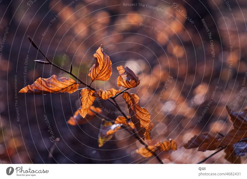 Geschwungenes Herbstlaub im Lichterspiel Herbstfärbung Lichtspielerei Lichtdurchflutet Bubbles Bokeh Hintergrund Außenaufnahme Farbfoto Ast Licht und Schatten