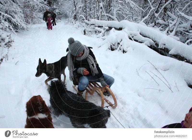 Frau auf Schlitten mit Hunden im verschneiten Wald schlittenfahren Schlittenfahrt Spaß Schnee Wintertag kalt weiß Winterstimmung Spass Person Mensch