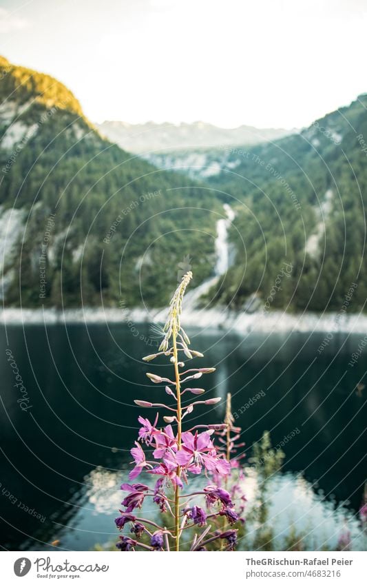 Blume vor See und Berg Blumen Wald Berge u. Gebirge Tessin Licht Stimmung Sonnenuntergang