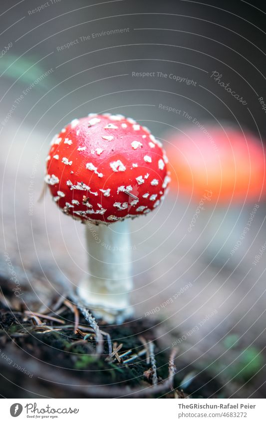 Fliegenpilz Pilz rot weiß Wald giftig anziehend Punkte gepunktet Textur details